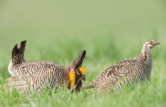 Two Prairie Chickens