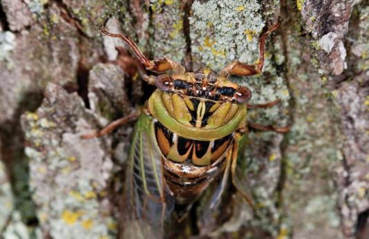 Up close picture of an annual cicada