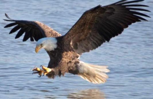 Eagle swooping down over water, wings spread and talons extended