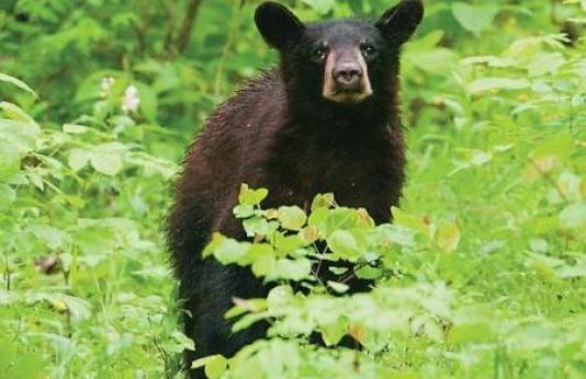 young black bear looking at camera