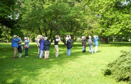 A group of birders use binoculars to search for warblers at Tower Grove Park in St. Louis City.