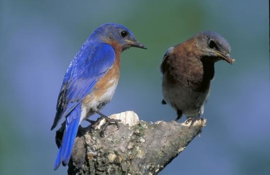 male and female bluebird
