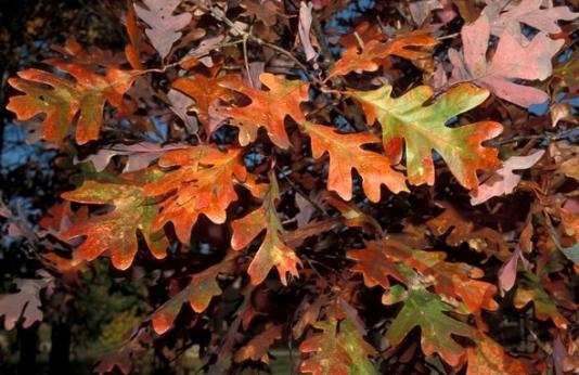 Bur oak leaves with fall color