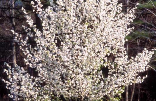 Callery Pear tree better know as a Bradford Pear tree.