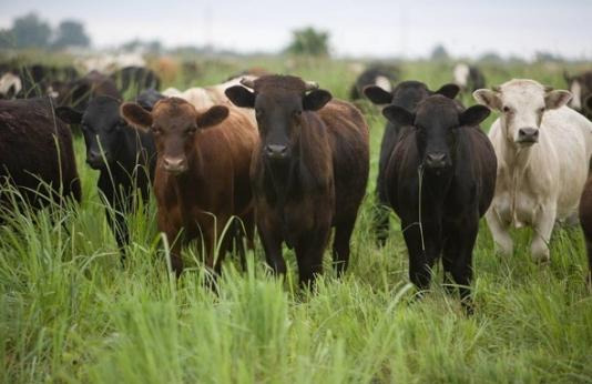 Cows in native grass