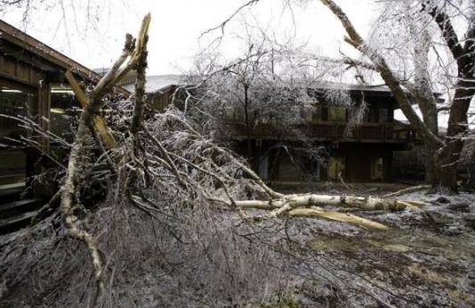 trees damaged by ice storms