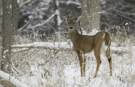 A white tailed deer in winter