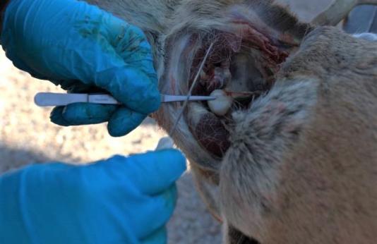 extracting lymph nodes from deer neck