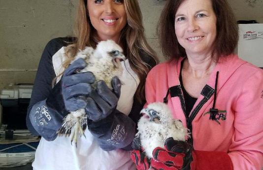 KC power plant workers pose with two peregrine falcon chicks that have been banded.