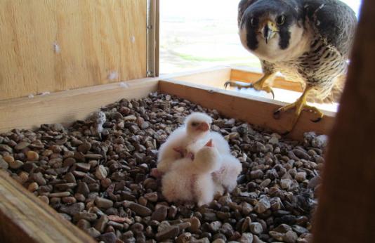 falcon with chicks in nestbox