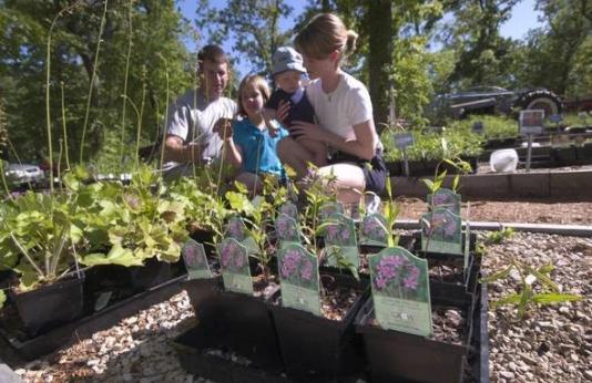 family looks over native plants in pots for sale