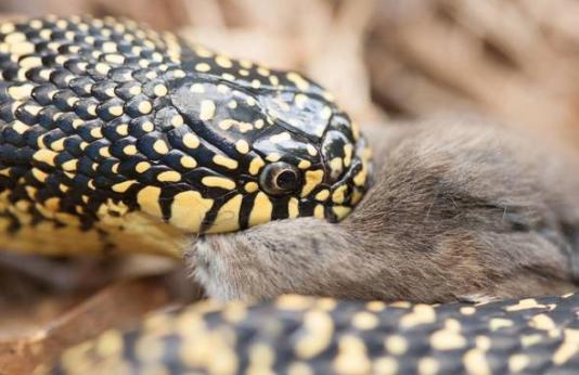 Close up of a snake eating a mouse