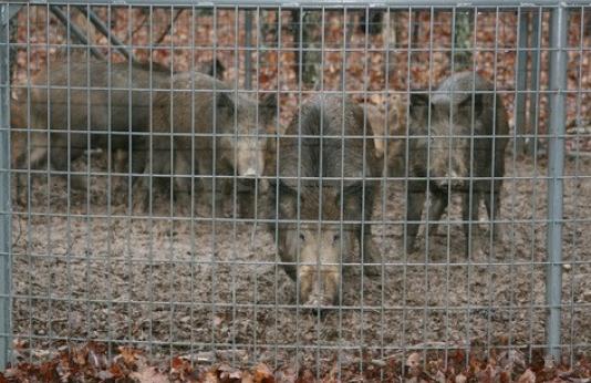 feral hogs in trap