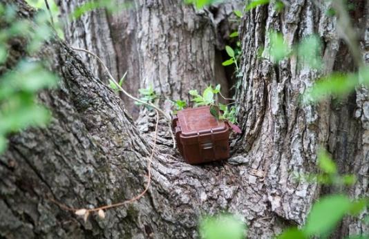 geocache box in tree