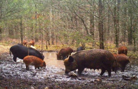 feral hogs damaging a spring by rooting around