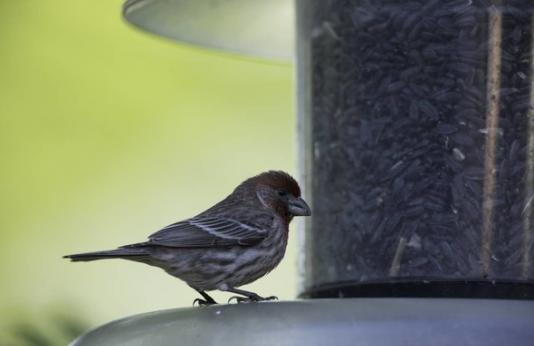 A house finch at a bird feeder.