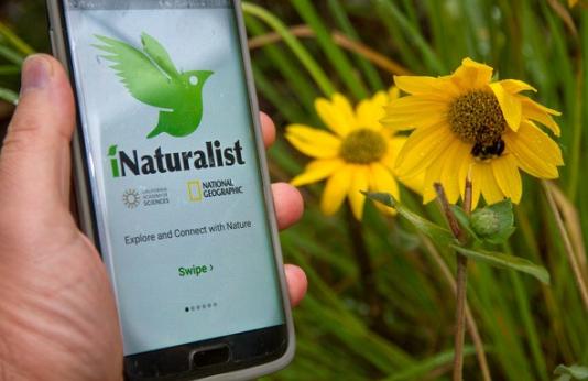 Person holding phone showing iNaturalist App