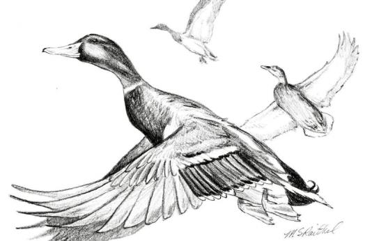 An illustration of a mallard in flight