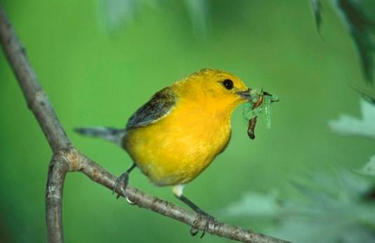 Prothonotary warbler with worms