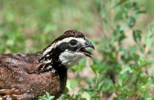  a quail closeup