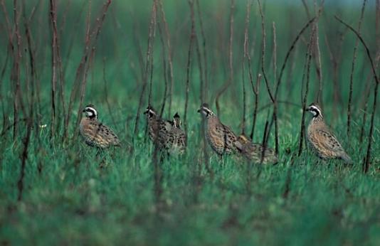 Six quails graze together in their covey.