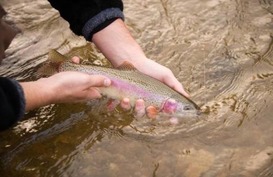 rainbow trout being released by hand into stream