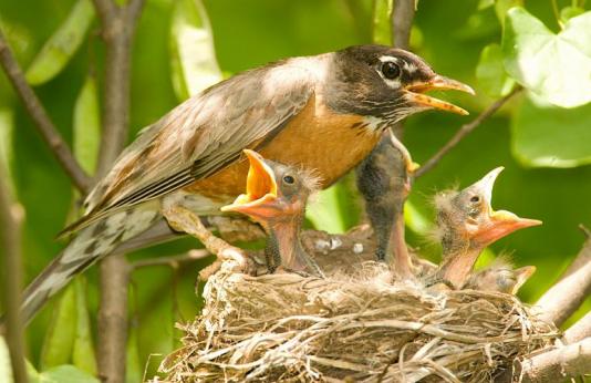 nesting robin