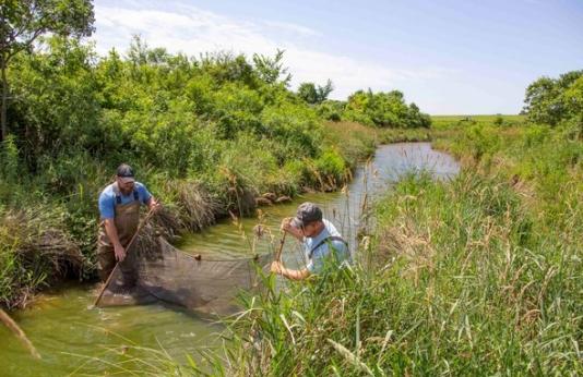 two MDC staff sampling fish populations in a creek
