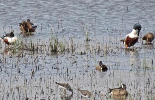 shorebirds on a wetland