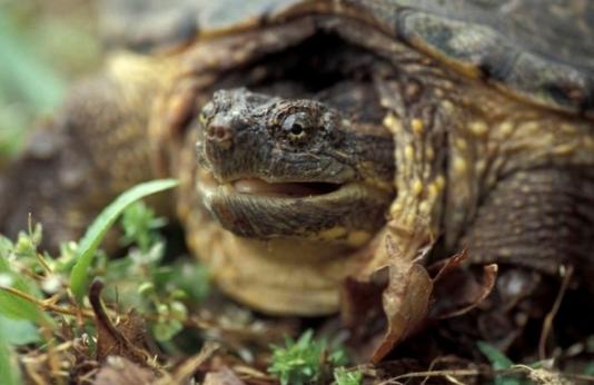 snapping turtle