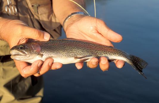 Angler in a stream holding a rainbow trout. 