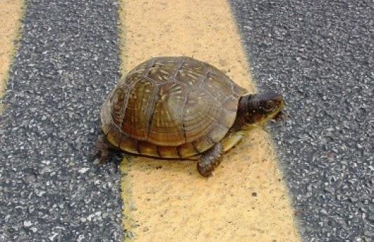 a box turtle crosses a road
