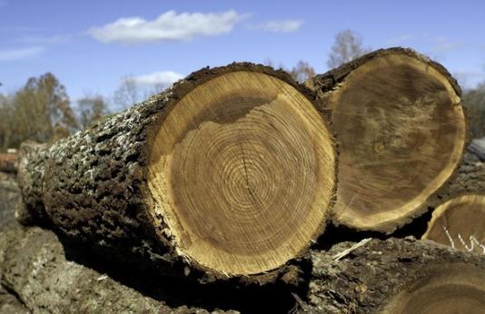 walnut logs end view