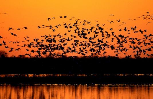 waterfowl over wetland at dusk