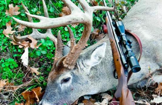 harvested buck and gun