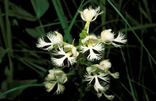 white-fringed orchids