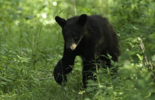 young black bear