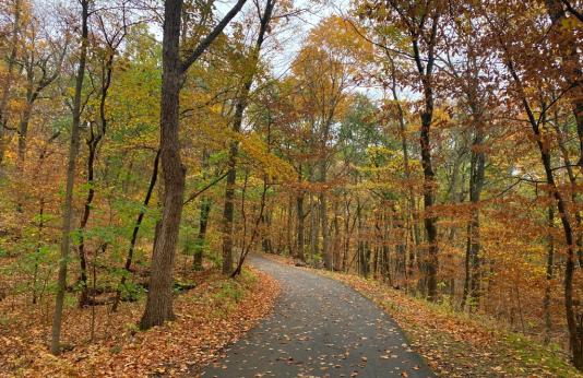 A damp, paved walking path leads into yellow, rust, and green-leaved woods.