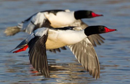 Photo of two male common mergansers flying low over water.