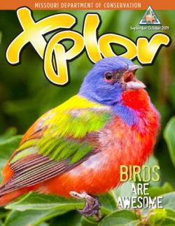 brightly colored bird