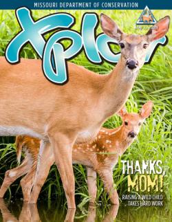 deer and fawn
