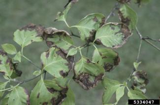 Dogwood leaves with brown, curled edges from anthracnose.