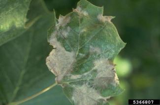 Anthracnose of sycamore leaf