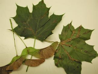 Maple leaves with brown areas along the veins