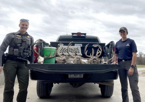 MDC staff member and volunteer with seized deer heads