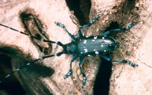 Photo of Asian longhorned beetle, an invasive forest pest