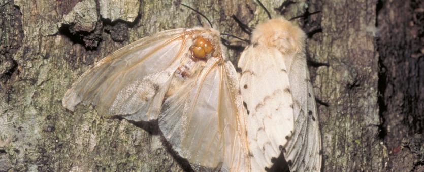 Image of a gypsy moth