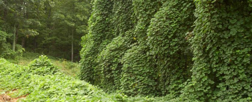 Photo of a huge mass of kudzu vines covering trees and ground