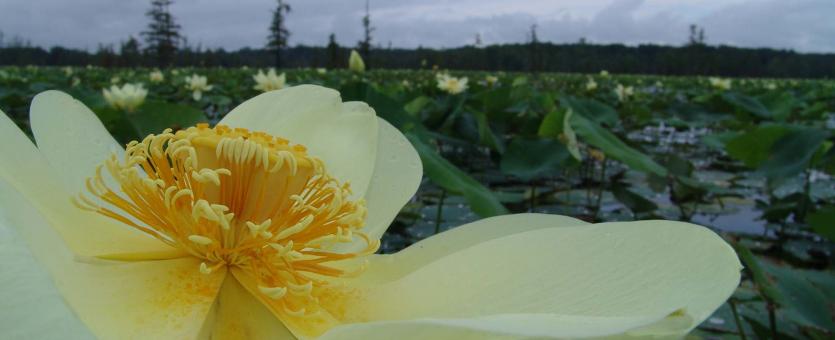 Photo of lotus in pool at Duck Creek CA